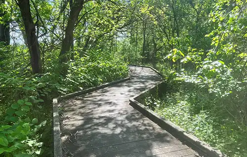 Wooden walkway at Pennington Park.