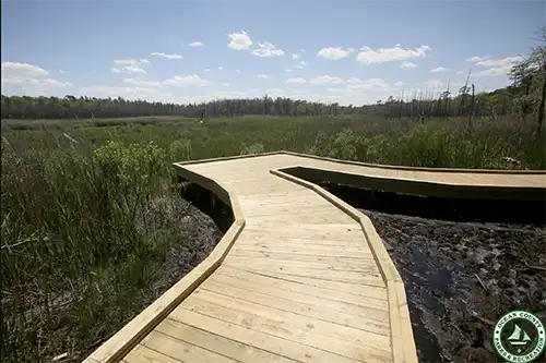 Cattus Island wooden walkway.
